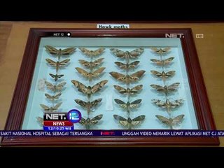 Wisata Sambil Belajar Berbagai Macam Serangga - NET 12