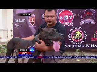 Berkompetisi di Kontes Vertical Climbing - NET 10