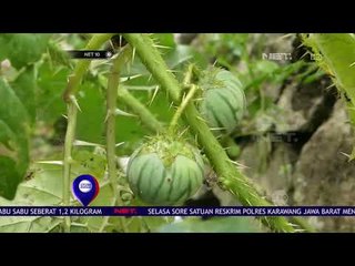 Pengobatan Gigi Dengan Terong Pari - NET 10