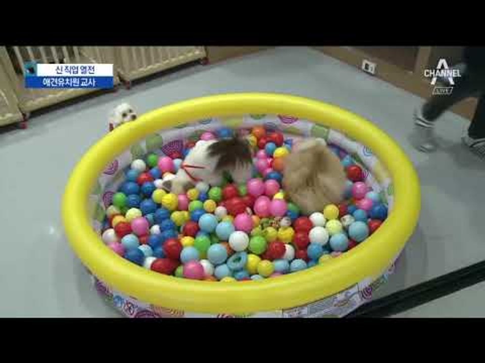 [신직업열전]아이 키우듯…애견 유치원 교사