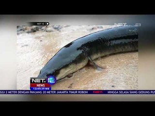 Perbedaan Sidat dan Belut Laut - NET12