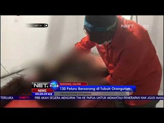 130 Peluru Bersarang di Tubuh Orangutan NET24