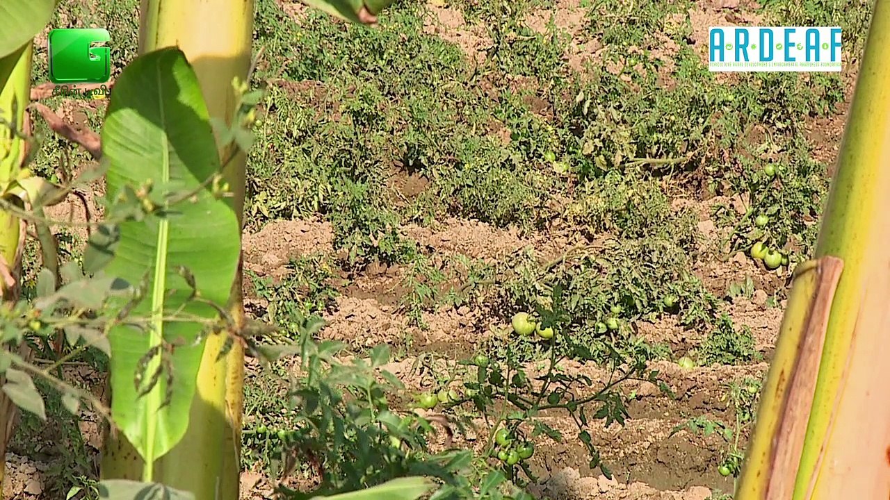 Banana Farming