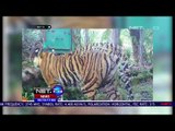 Petugas Terus Mencari Harimau Sumatera - NET24