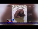 Pemeriksaan 8 Orang Saksi Atas Kasus Pembunuhan Orang Utan - NET 24