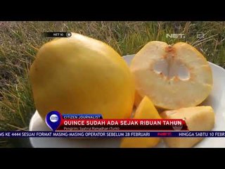 Quince Sudah Ada Sejak Ribuan Tahun - NET 10