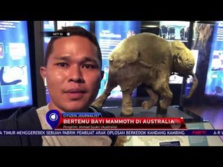 Bertemu Bayi Mammoth Di Australia - NET 10