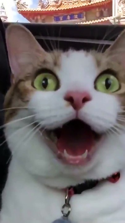 La tête du chat... Mythique!