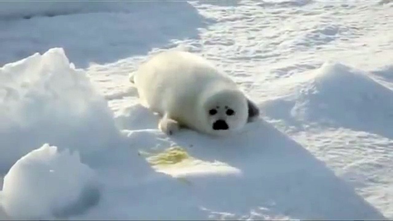 Baby_Snow_White_Seal_Looking_For_her_Mother