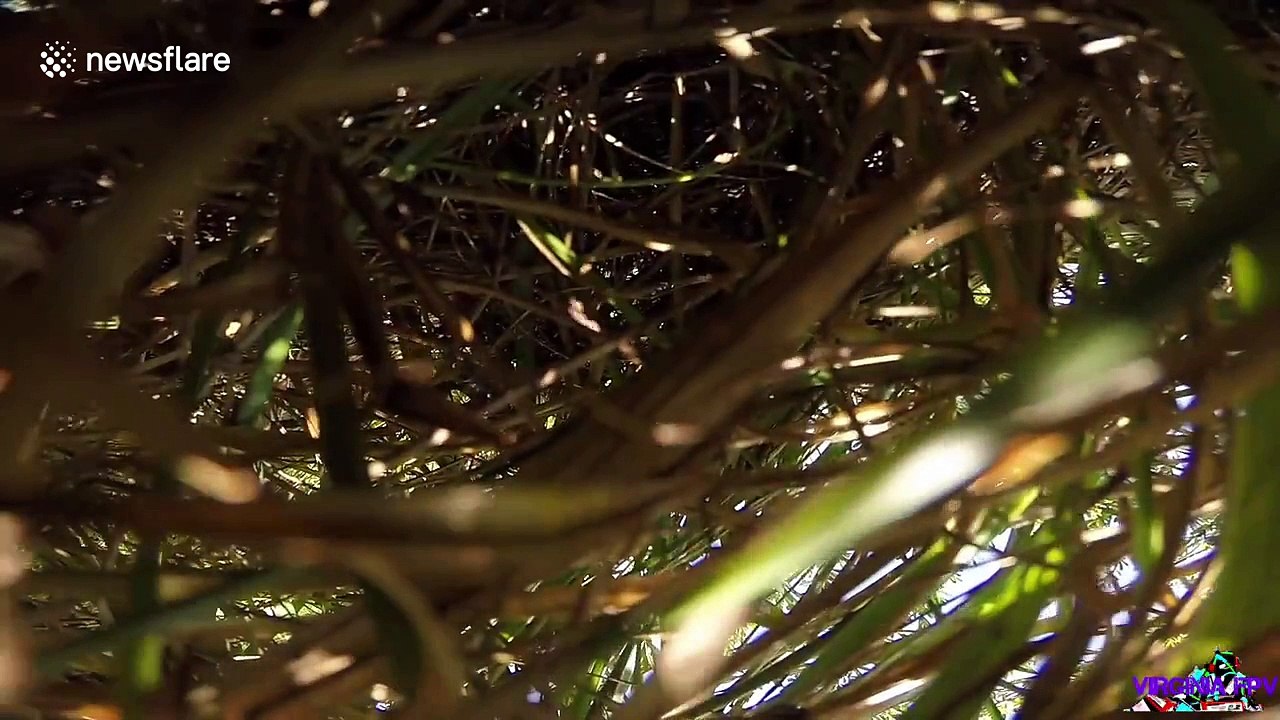 'Angry' hawk takes down drone video Dailymotion