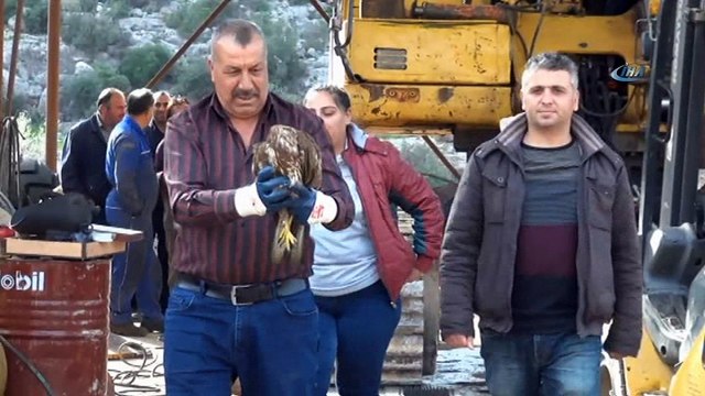 Yaralı kızıl şahine şantiye çalışanları sahip çıktı