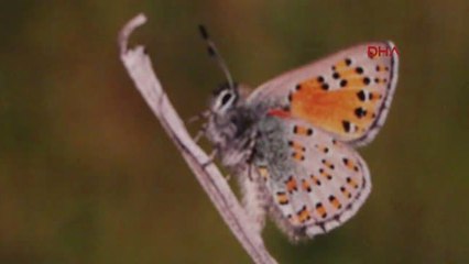 Burdur Kelebekleri Kitap Oldu-hd-2