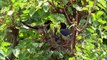 Rare behaviour- Red Billed Blue Magpie couple at their nest!!