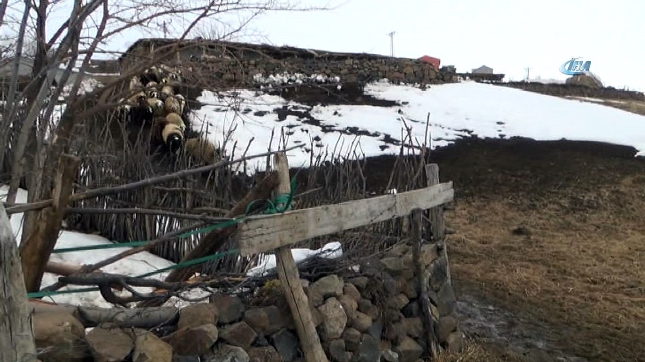 Muş'taki çiftçiler, atalarından kalan hedik geleneğini sürdürüyor