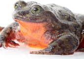 If This Frog Doesn't Get a Kiss Soon, Extinction Awaits