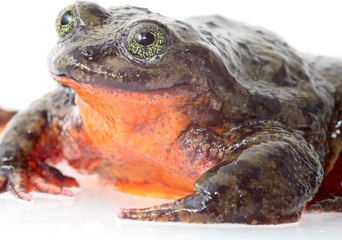 If This Frog Doesn't Get a Kiss Soon, Extinction Awaits