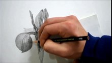 연필드로잉 - 아이리스(Iris) 그리기 [How to draw a flower / Speed drawing]