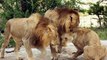 3 Male Lions Go For 1 Lioness! - Latest Sightings Pty Ltd