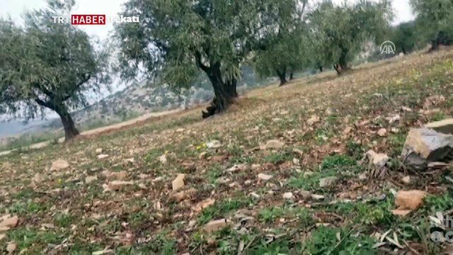 Terör örgütü YPG/PKK zeytin depolarından cesetlere kadar her yeri mayınladı
