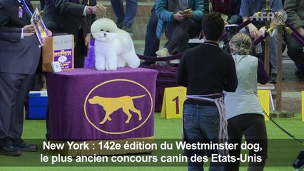 Le concours canin de New York, une affaire de professionnels