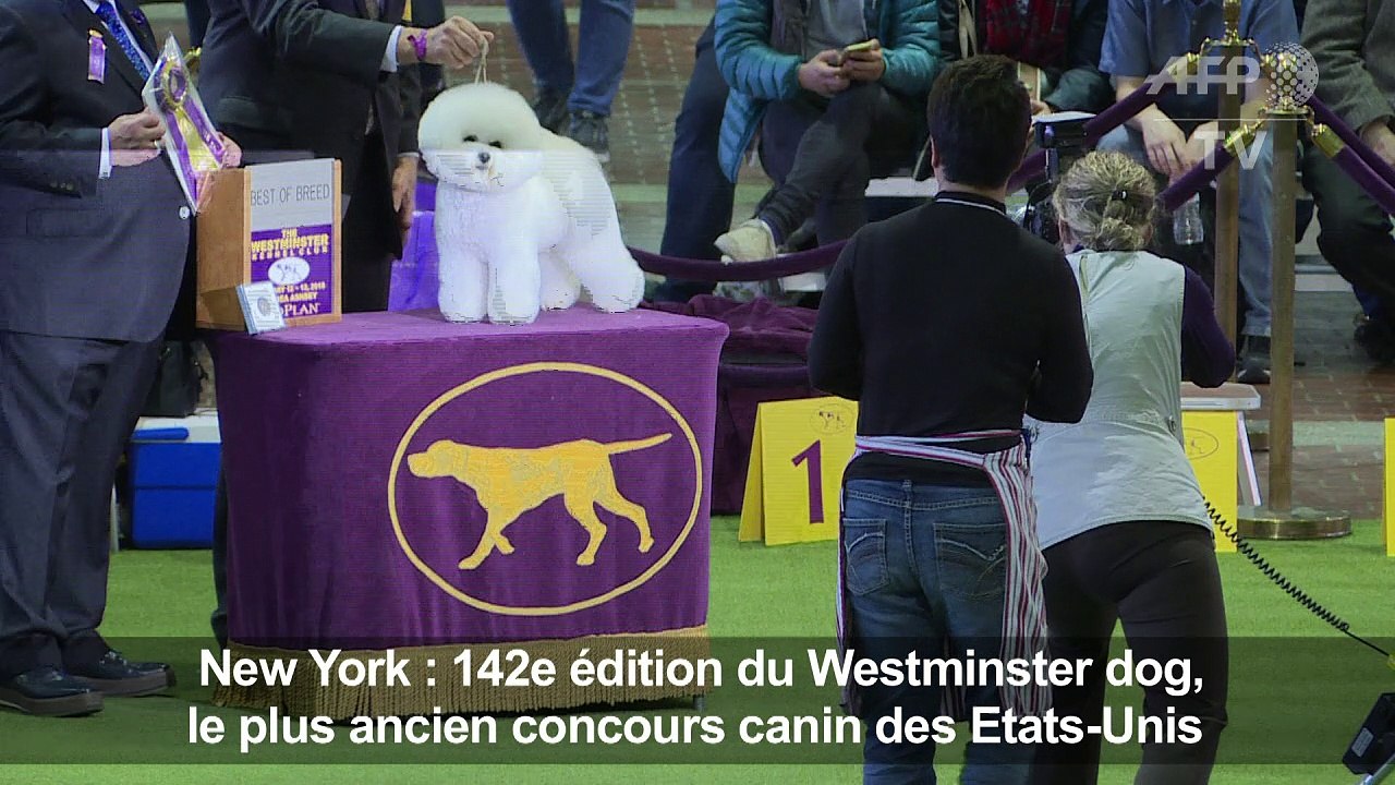 Le concours canin de New York, une affaire de professionnels