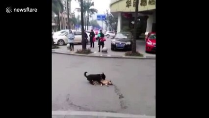 Heartbreaking moment a dog tries to "wake up" its dead friend