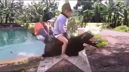 funny videos  - whats app video