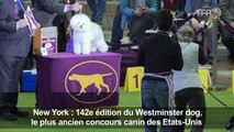 Le concours canin de New York, une affaire de professionnels