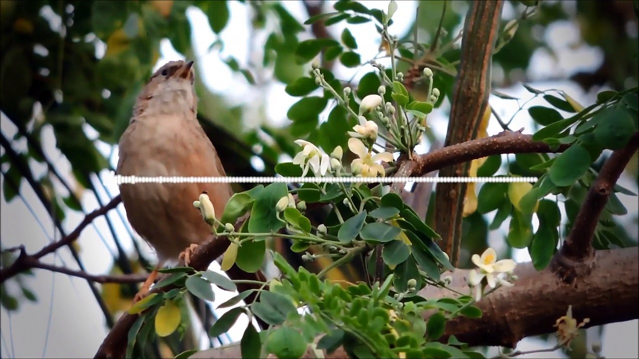 Changer Aujourd'hui - Agir Sur Ses Émotions Grâce Aux Sous Modalités Partie 2-