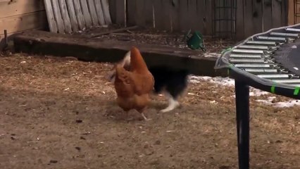 Ozzy Man Reviews Chook vs Corgi vs Duck - Videos - You Crazy Tube