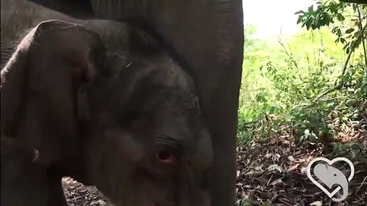 Elephant_Baby___First_Sip_Updated_on_Vimeo