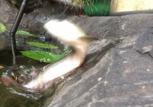 Arowana Fish Makes Impressive Jump for Food