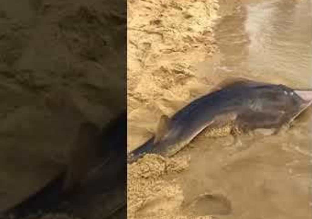 Tourists Watch in Awe as Man Catches Shark in Queensland, Australia