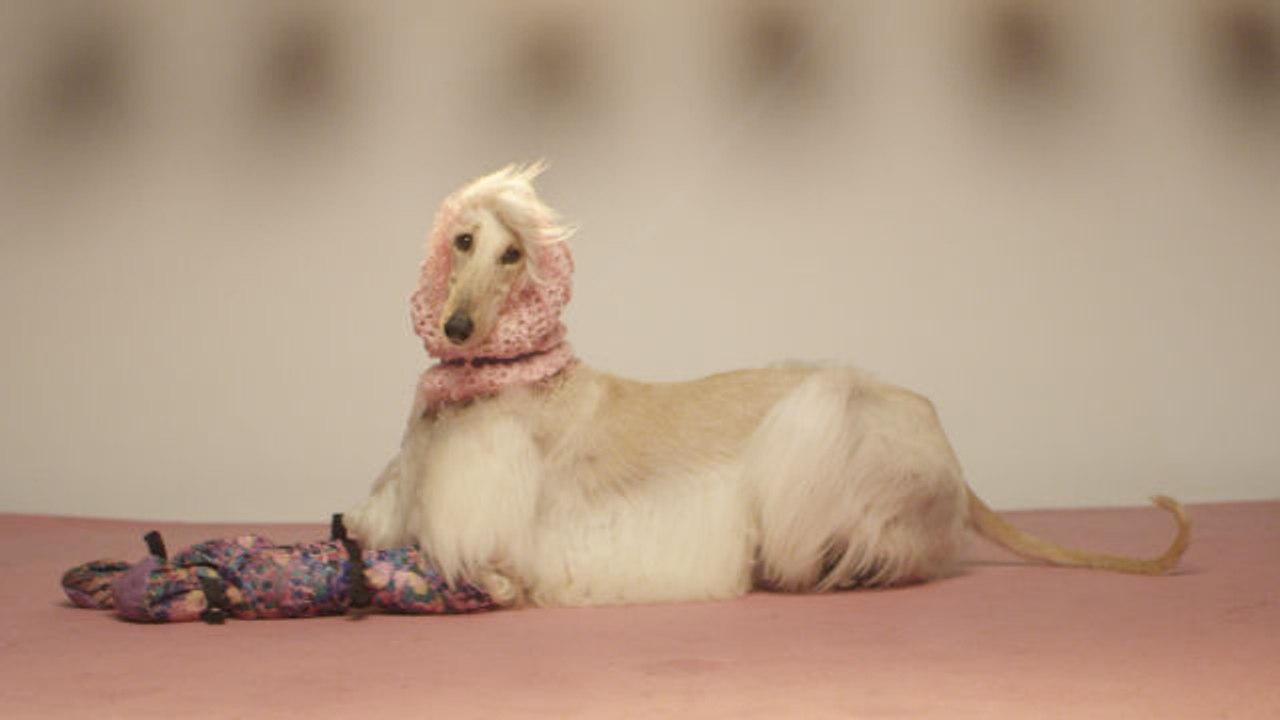 For the Dogs of the Westminster Kennel Club's Dog Show, It's About Good Breeding—And Great Style!