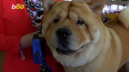 Yep, There's a Glass Ceiling for Dogs Too, Males Win Twice as Much at Westminster: Report