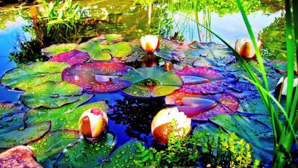 A Glimpse Of Beauty And Chaos Official Video (Orchestra Instrumental)