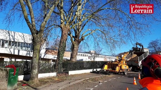 Les élagueurs en haut des arbres à Metz Bellecroix