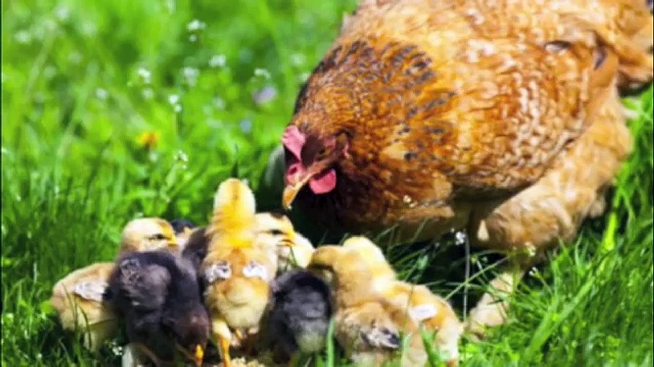 O Som dos Animais - Vídeo Educativo para crianças