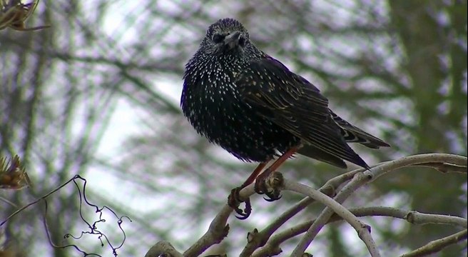Teesside Evening Weather 13/01/18