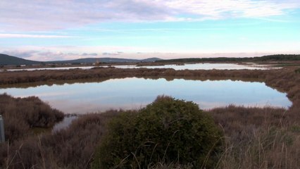 Les salins de FRONTIGNAN 34 (2)