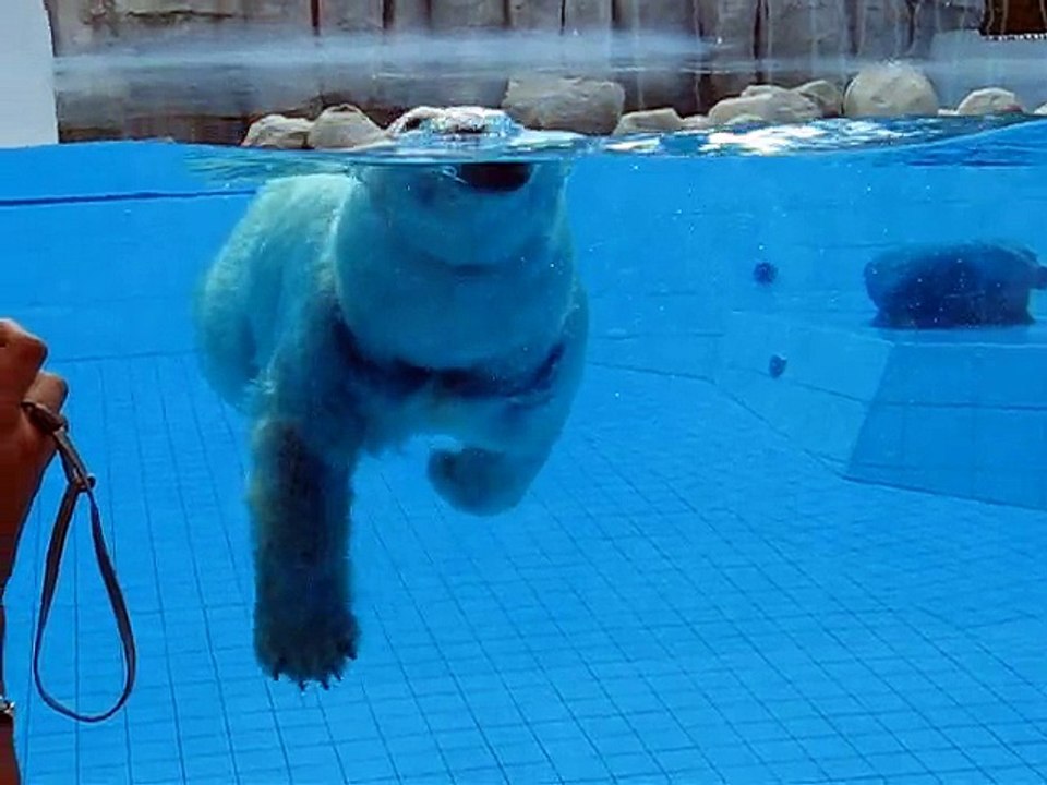 Zoo La Palmyre-Ours polaire