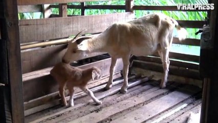 One-Eyed Baby Goat Is SO Cute!