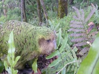 CUTE! Meet the Kakapo, world’s only flightless parrot and heaviest parrot in the world - ABC15 Digital