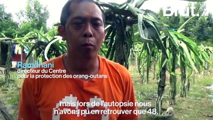 Cet orang-outan est la dernière victime du braconnage à Bornéo.