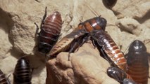 This Valentine’s Day Get Back at your Ex By Naming a Cockroach After Them