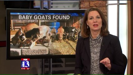 6 Baby Goats Found Safe After Going Missing in Utah