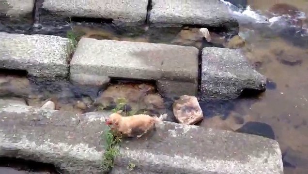 Ce chien adorable a trouvé le moyen de jouer tout seul avec sa balle... pas bête