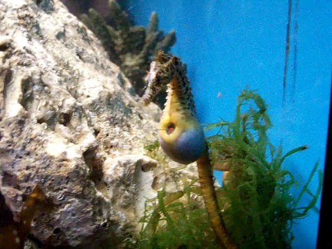 Cet hippocampe donne naissance à plusieurs petits bébés et c'est adorable