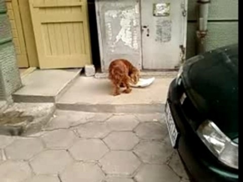 Cocker spaniel gladno