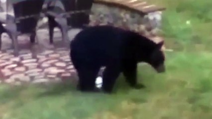 Cuando un par de osos juegan al fútbol en tu jardín